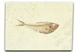 Detailed Fossil Fish (Diplomystus) - Wyoming #367583-1